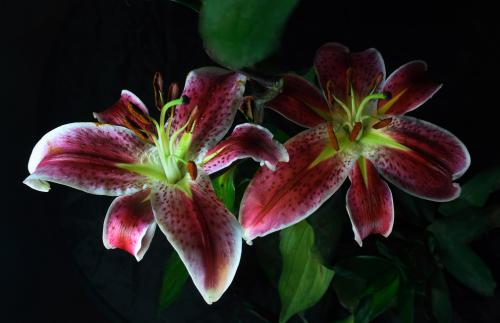 ̨2020Ƕ̨ƽһꡱ